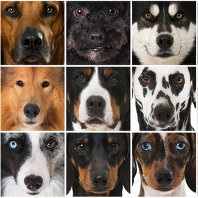 Is Your Dog Breed Not Listed?